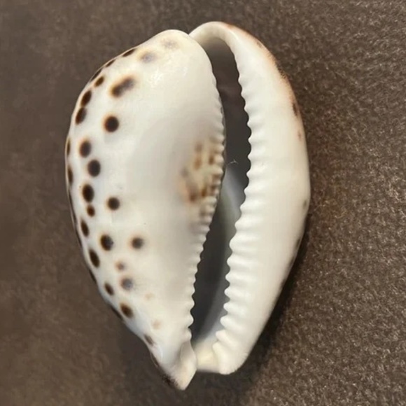 “Key West 2010” engraved sea shell - Picture 3 of 12